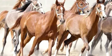 100-milyon-tl-lik-tay-kayip-denilmisti-tigem-den-aciklama-geldi-1771501035-106_large