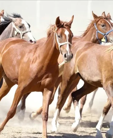 100-milyon-tl-lik-tay-kayip-denilmisti-tigem-den-aciklama-geldi-1771501035-106_large