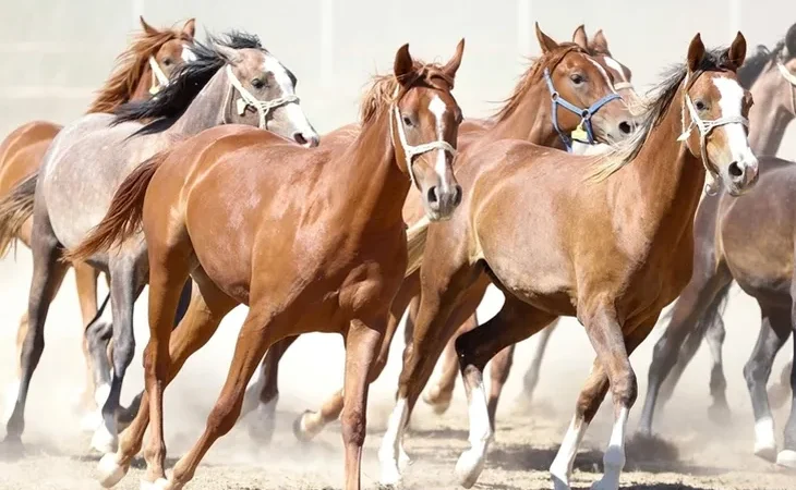 100-milyon-tl-lik-tay-kayip-denilmisti-tigem-den-aciklama-geldi-1771501035-106_large