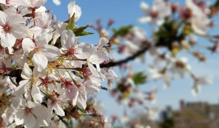 Screenshot_20260219_122620_X-21393765-6ebb966a