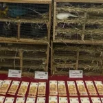 enez-de-kacak-hayvan-ticaretine-darbe-1705479117-257_large