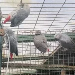 istanbul-da-kacak-yaban-hayvani-operasyonu-20-afrika-gri-papaganina-el-konuldu-1771402037-50_large