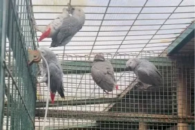 istanbul-da-kacak-yaban-hayvani-operasyonu-20-afrika-gri-papaganina-el-konuldu-1771402037-50_large