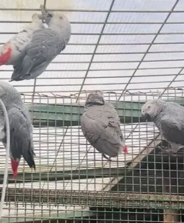 istanbul-da-kacak-yaban-hayvani-operasyonu-20-afrika-gri-papaganina-el-konuldu-1771402037-50_large