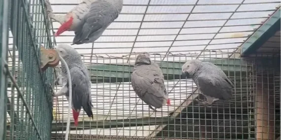 20 Afrika gri papağanına el konuldu