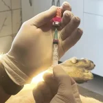 istanbul-valiligi-kentte-son-kuduz-vakasi-19-yil-once-goruldu-1771822129-123_large