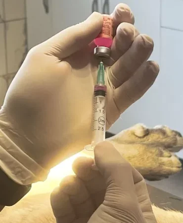 istanbul-valiligi-kentte-son-kuduz-vakasi-19-yil-once-goruldu-1771822129-123_large