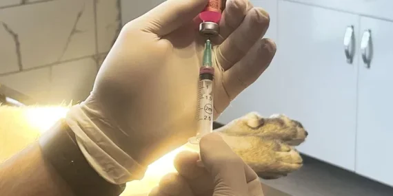 Kentte son kuduz vakası 19 yıl önce görüldü