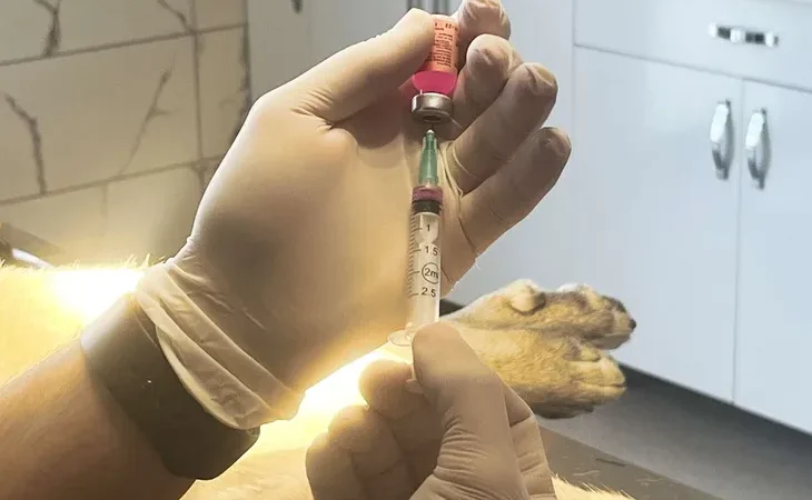 istanbul-valiligi-kentte-son-kuduz-vakasi-19-yil-once-goruldu-1771822129-123_large