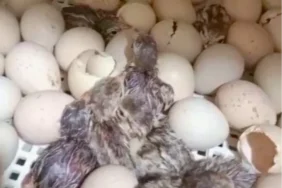 kirilan-her-kabuk-dogaya-nefes-oluyor-1771138161-18_large