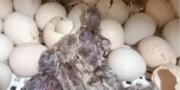 kirilan-her-kabuk-dogaya-nefes-oluyor-1771138161-18_large