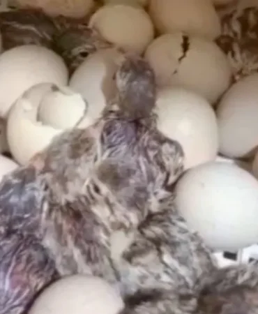 kirilan-her-kabuk-dogaya-nefes-oluyor-1771138161-18_large