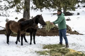 mersin-de-yilki-atlarina-kis-destegi-1770015976-139_large