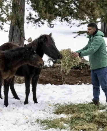 mersin-de-yilki-atlarina-kis-destegi-1770015976-139_large