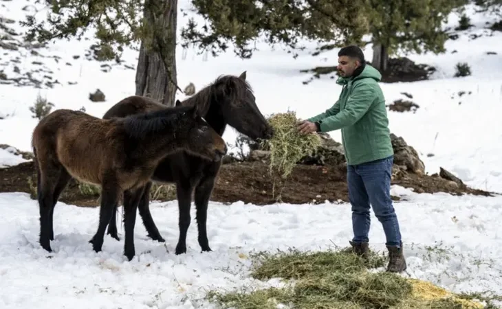 mersin-de-yilki-atlarina-kis-destegi-1770015976-139_large