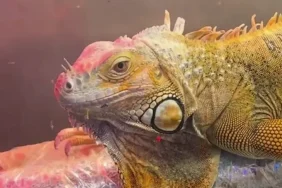 samsun-da-cites-operasyonu-3-egzotik-hayvana-el-konuldu-1771735584-968_large