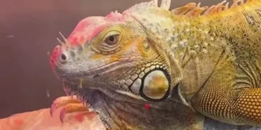 samsun-da-cites-operasyonu-3-egzotik-hayvana-el-konuldu-1771735584-968_large