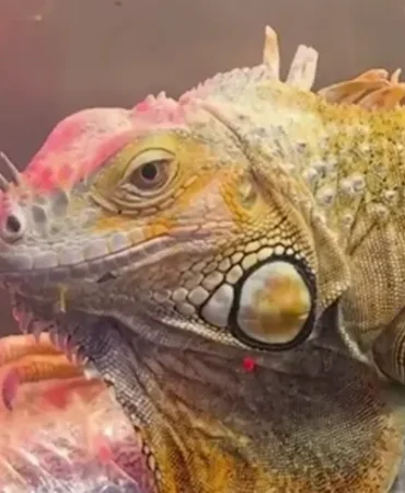 samsun-da-cites-operasyonu-3-egzotik-hayvana-el-konuldu-1771735584-968_large