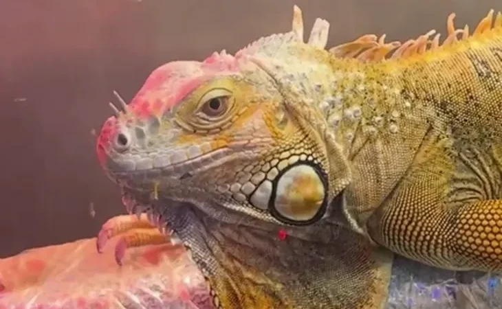 3 egzotik hayvana el konuldu