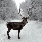 Kuzuyayla'da bayram ve kar sevinci bir arada (1)