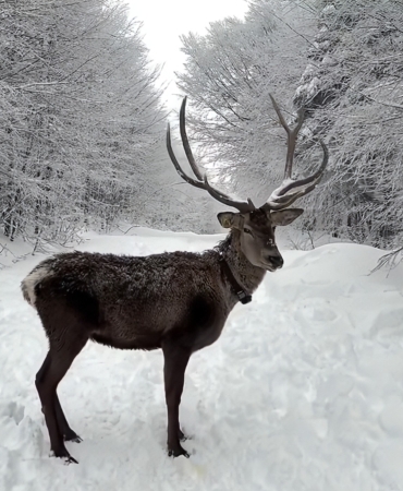 Kuzuyayla'da bayram ve kar sevinci bir arada (1)
