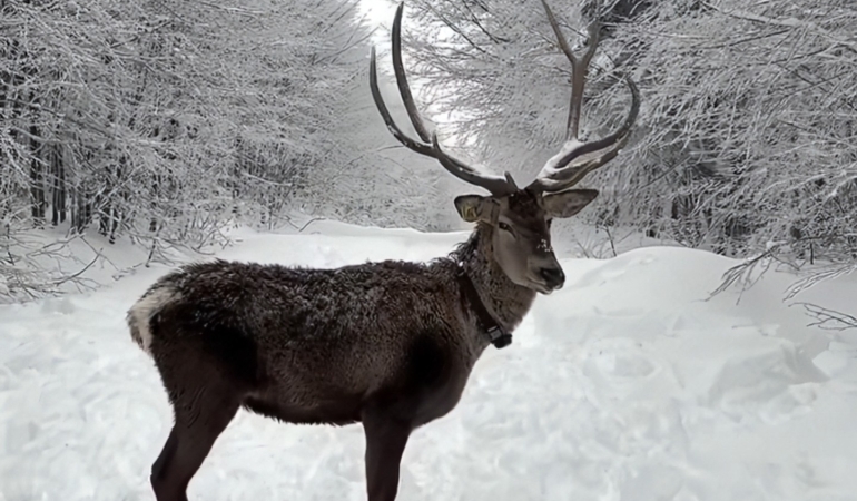 Kuzuyayla'da bayram ve kar sevinci bir arada (1)