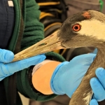 Yaralı Turna, Ormanya'da yaşama tutundu (1)