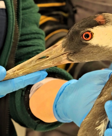 Yaralı Turna, Ormanya'da yaşama tutundu (1)