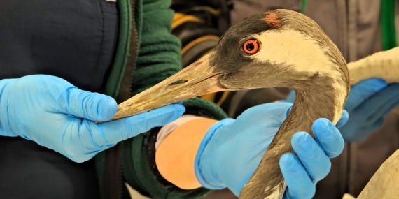 Yaralı Turna, Ormanya'da yaşama tutundu (1)