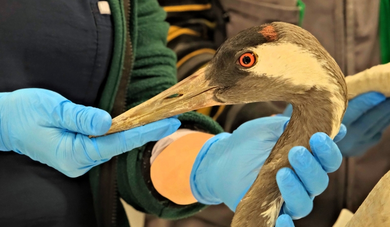Yaralı Turna, Ormanya'da yaşama tutundu (1)