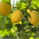 dusuk-limon-fiyatlari-ureticileri-magdur-etti-1698130486-812_large