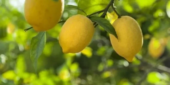 Limon ithalatına kapı açıldı