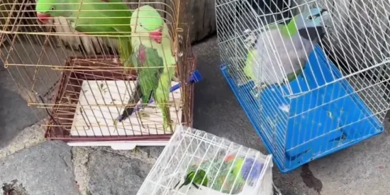 eminonu-nde-petshop-denetimi-39-papagan-koruma-altinda-1773135025-931_large