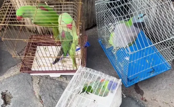 eminonu-nde-petshop-denetimi-39-papagan-koruma-altinda-1773135025-931_large