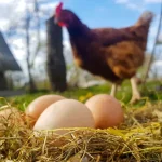 ordu-ya-migros-yumurta-ussu-kurdu-1643008611-5_large