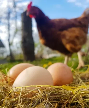 ordu-ya-migros-yumurta-ussu-kurdu-1643008611-5_large