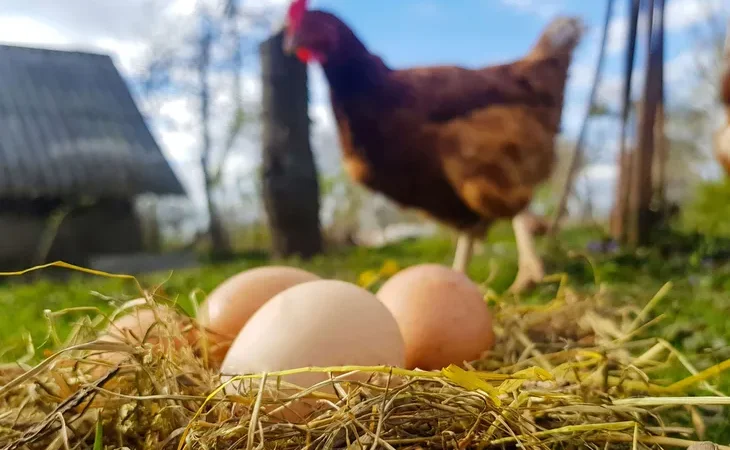 ordu-ya-migros-yumurta-ussu-kurdu-1643008611-5_large