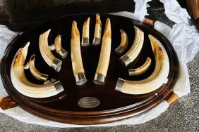 trabzon-da-yaban-hayati-kacakciligi-19-kargo-ele-gecirildi-1774605019-572_large