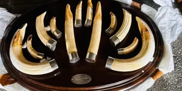 trabzon-da-yaban-hayati-kacakciligi-19-kargo-ele-gecirildi-1774605019-572_large