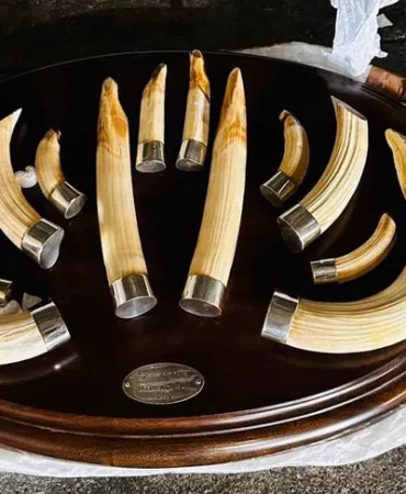 trabzon-da-yaban-hayati-kacakciligi-19-kargo-ele-gecirildi-1774605019-572_large