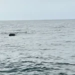 karadeniz-deki-supheli-mayin-sas-timlerince-imha-edildi-1775399622-284_large