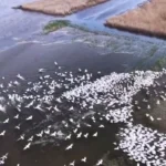 kuscenneti-nde-gorsel-solen-yuzlerce-tepeli-pelikan-ayni-anda-suya-indi-1777304996-449_large