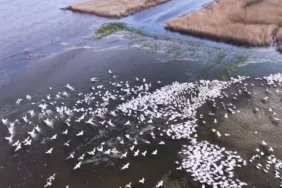 kuscenneti-nde-gorsel-solen-yuzlerce-tepeli-pelikan-ayni-anda-suya-indi-1777304996-449_large