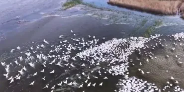 kuscenneti-nde-gorsel-solen-yuzlerce-tepeli-pelikan-ayni-anda-suya-indi-1777304996-449_large