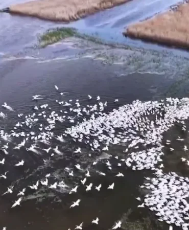 kuscenneti-nde-gorsel-solen-yuzlerce-tepeli-pelikan-ayni-anda-suya-indi-1777304996-449_large