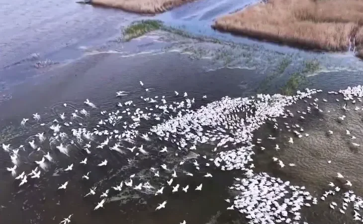 kuscenneti-nde-gorsel-solen-yuzlerce-tepeli-pelikan-ayni-anda-suya-indi-1777304996-449_large