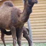 ormanya-nin-yeni-maskotu-sahra-1