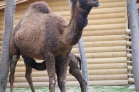 ormanya-nin-yeni-maskotu-sahra-1