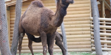 ormanya-nin-yeni-maskotu-sahra-1