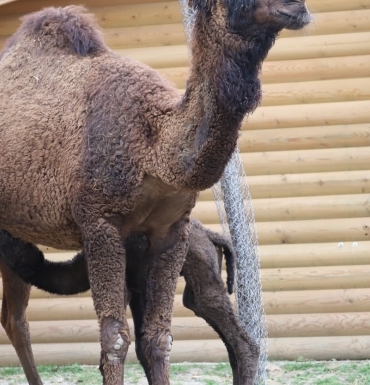 ormanya-nin-yeni-maskotu-sahra-1